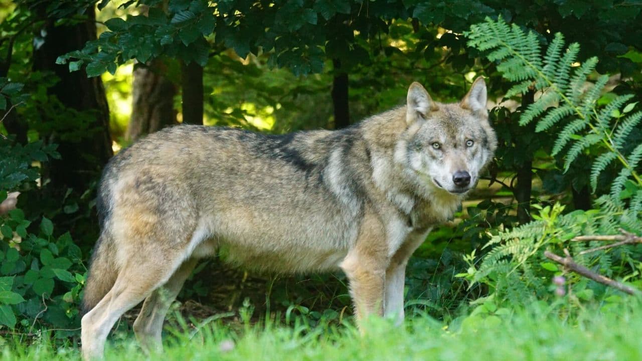 Utrecht recomienda que niños viajen en grupo por alerta de lobos