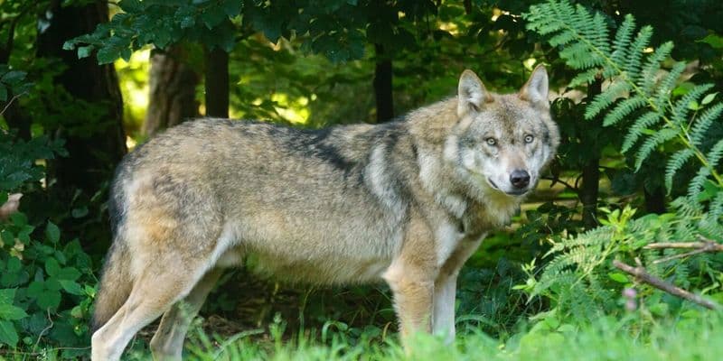 Gelderland para usar pistolas de paintball contra lobos en el parque nacional De Hoge Veluwe