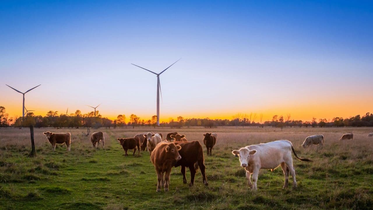 Vacas - Foto de Evi T. en Unsplash